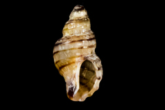 Paciocinebrina atropurpurea