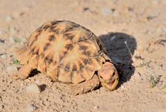 Psammobates oculifer