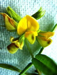 Rhynchosia microscias