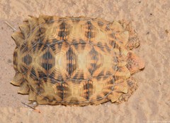 Psammobates oculifer