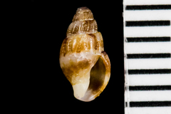 Amphissa versicolor