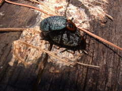 Cypherotylus fenestratus
