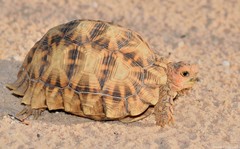 Psammobates oculifer