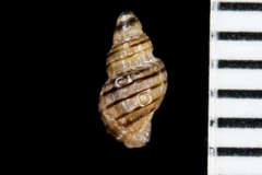 Paciocinebrina atropurpurea