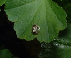 Microctenochira coronata