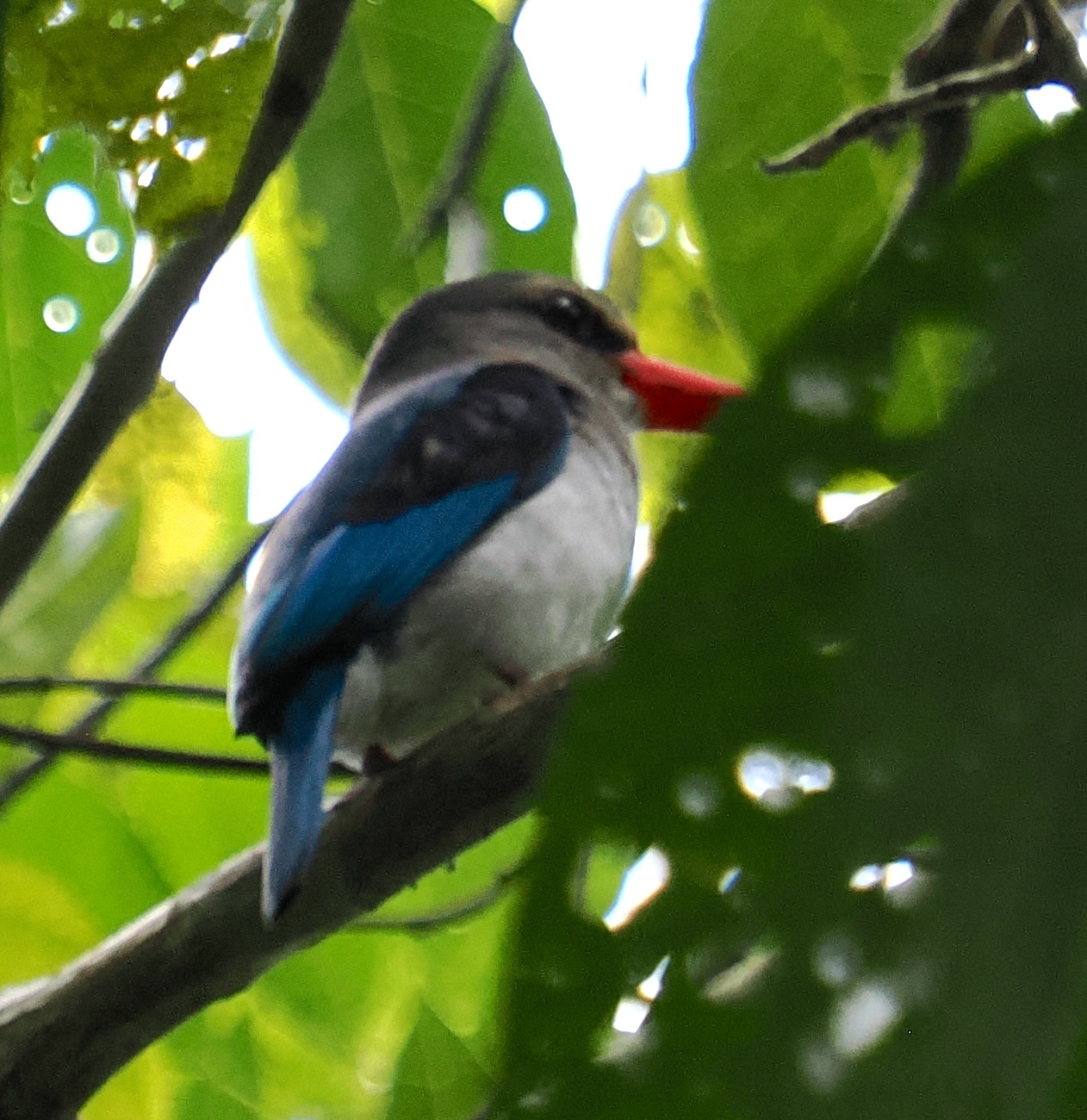 Mangrove Kingfisher illustration