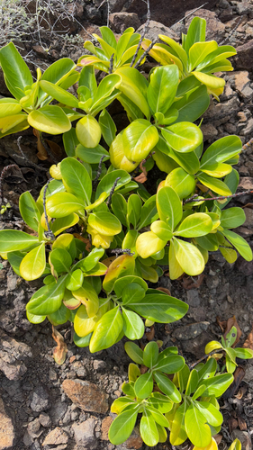 Scented Blacktorch (Erithalis odorifera)