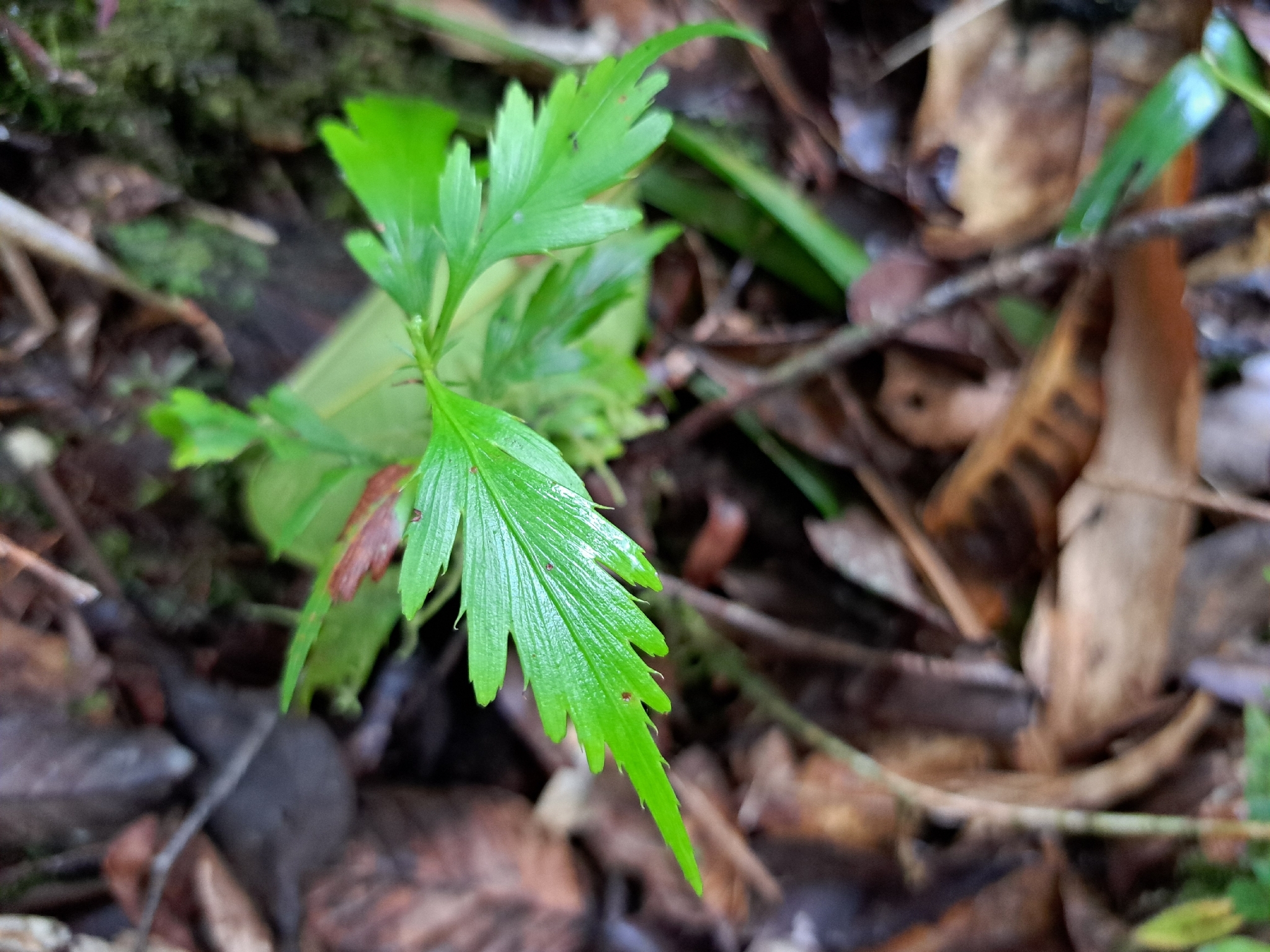 Celery-Pine (Phyllocladus hypophyllus)