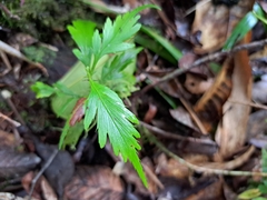 Phyllocladus hypophyllus