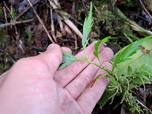 Phyllocladus hypophyllus, photograph 1