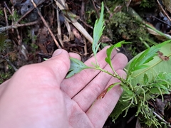 Phyllocladus hypophyllus, photograph (c) vrxz, some rights reserved (CC BY-SA)