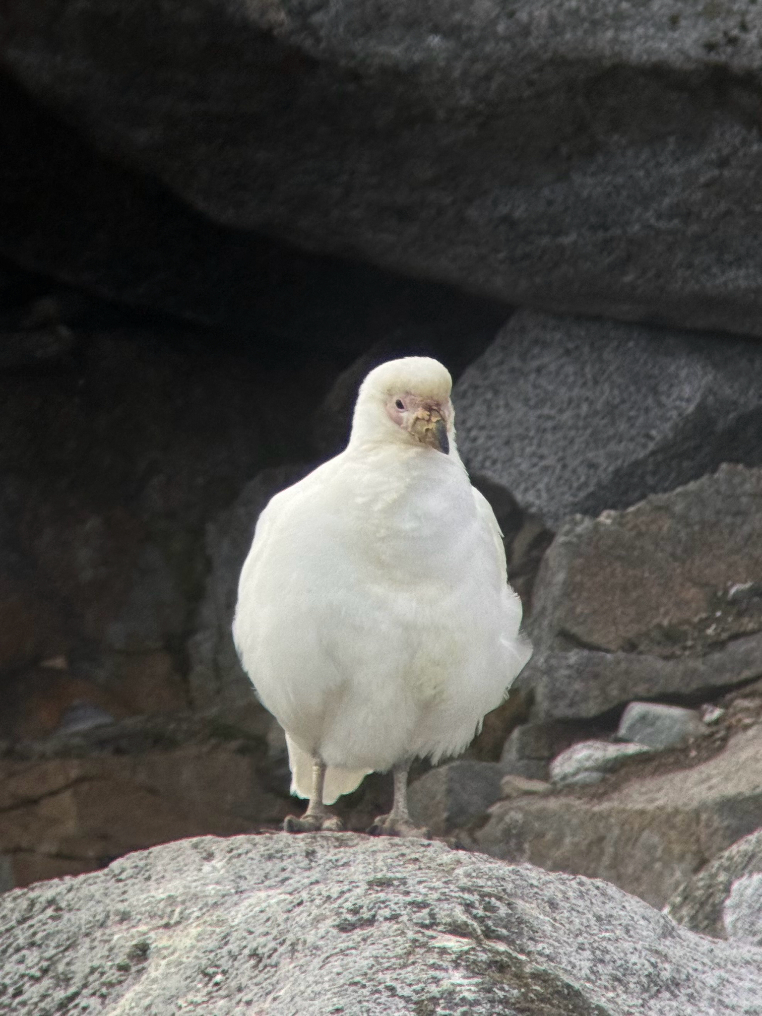 Snowy Sheathbill (Chionis albus), photo 1