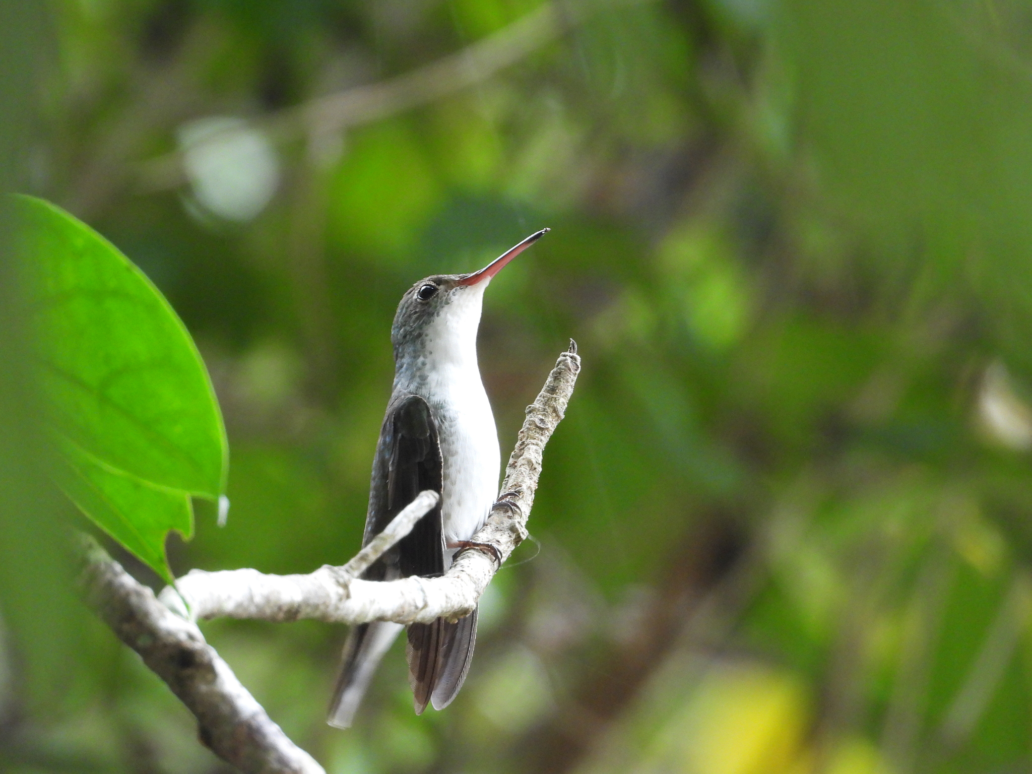 White-bellied Emerald (Chlorestes candida), photo 4
