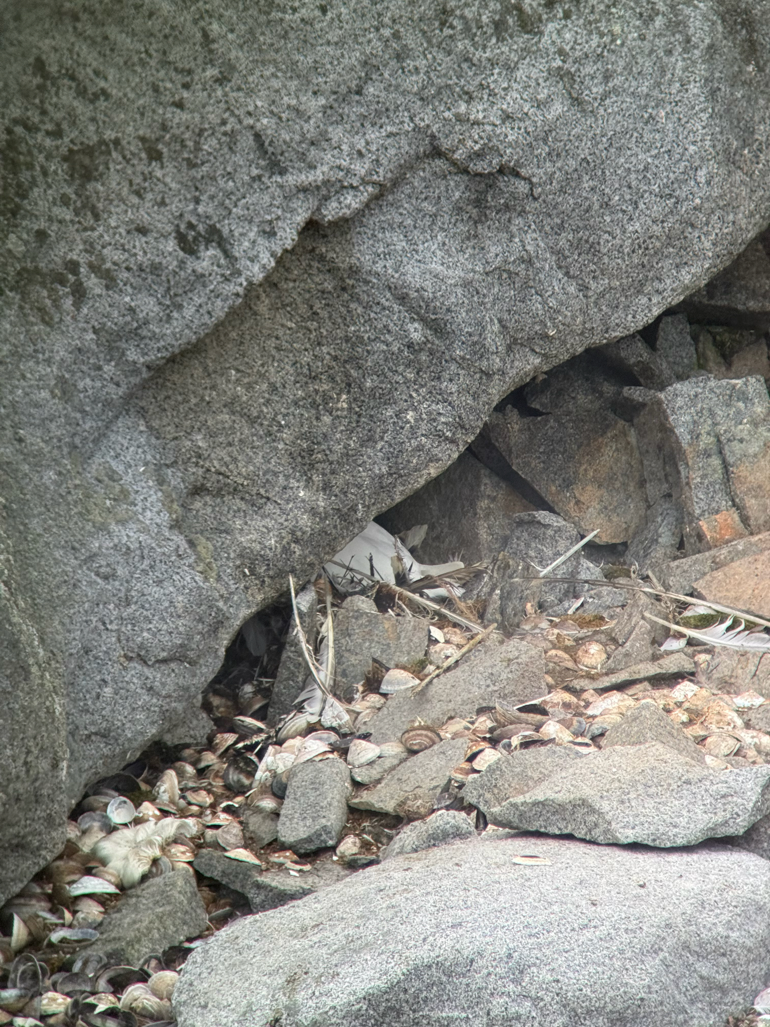 Snowy Sheathbill (Chionis albus), photo 2