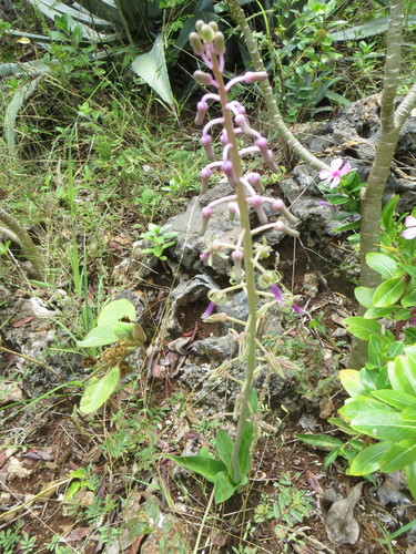 Ledebouria kirkii image