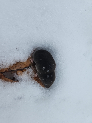Northern Short-tailed Shrew observed by sampvr