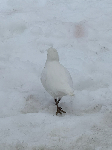 Snowy Sheathbill (Chionis albus), photo 10