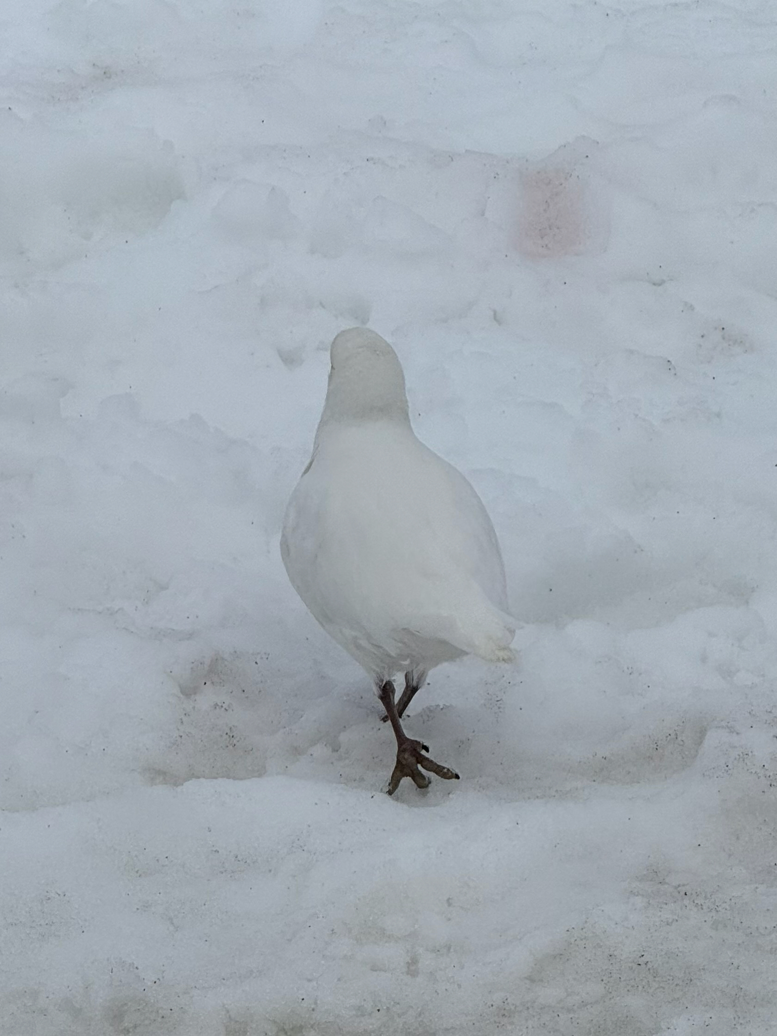 Snowy Sheathbill (Chionis albus), photo 10