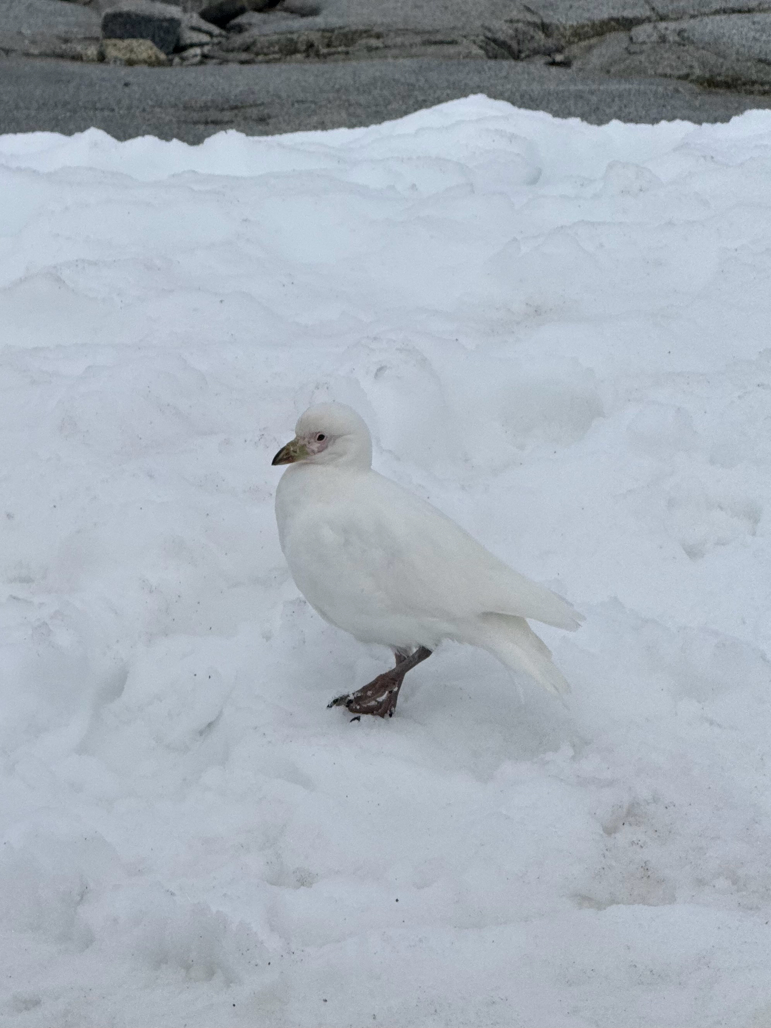 Snowy Sheathbill (Chionis albus), photo 9