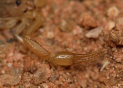 Uroplectes