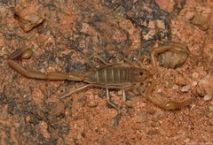 Uroplectes