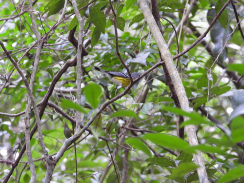 Magnolia Warbler (Setophaga magnolia), photo 7