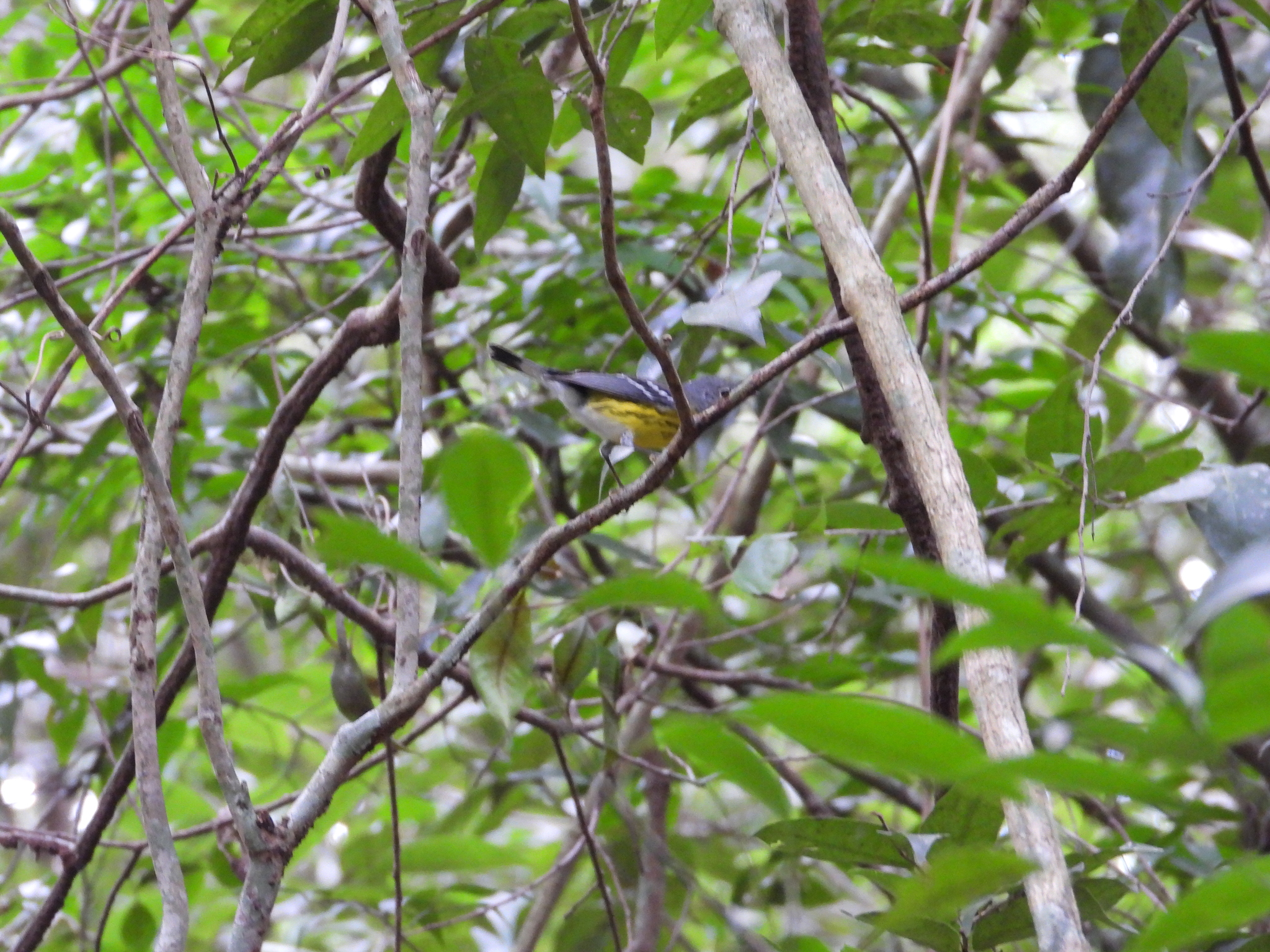 Magnolia Warbler (Setophaga magnolia), photo 7