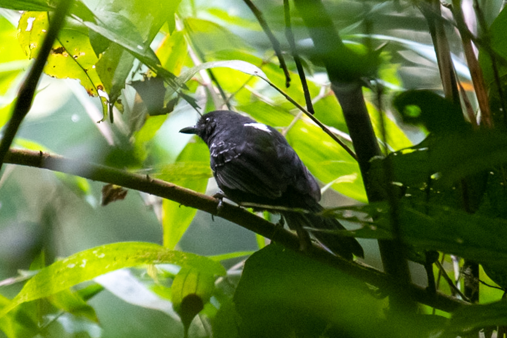 Hormiguero Negro, Cercomacroides serva