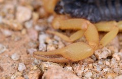 Parabuthus villosus