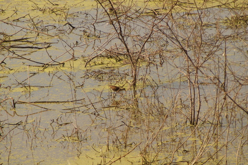 Northern Jacana (Jacana spinosa), photo 8