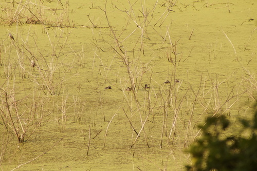 Least Grebe (Tachybaptus dominicus), photo 4