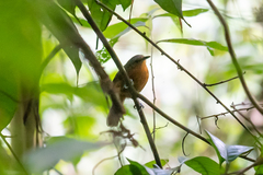 Cercomacroides serva