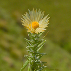 Helichrysum herbaceum