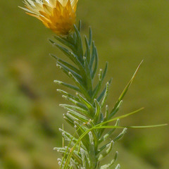 Helichrysum herbaceum