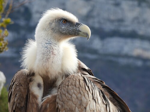 Buitre leonado (Gyps fulvus)
