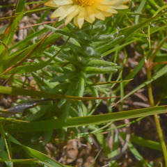 Helichrysum herbaceum