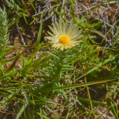 Helichrysum herbaceum