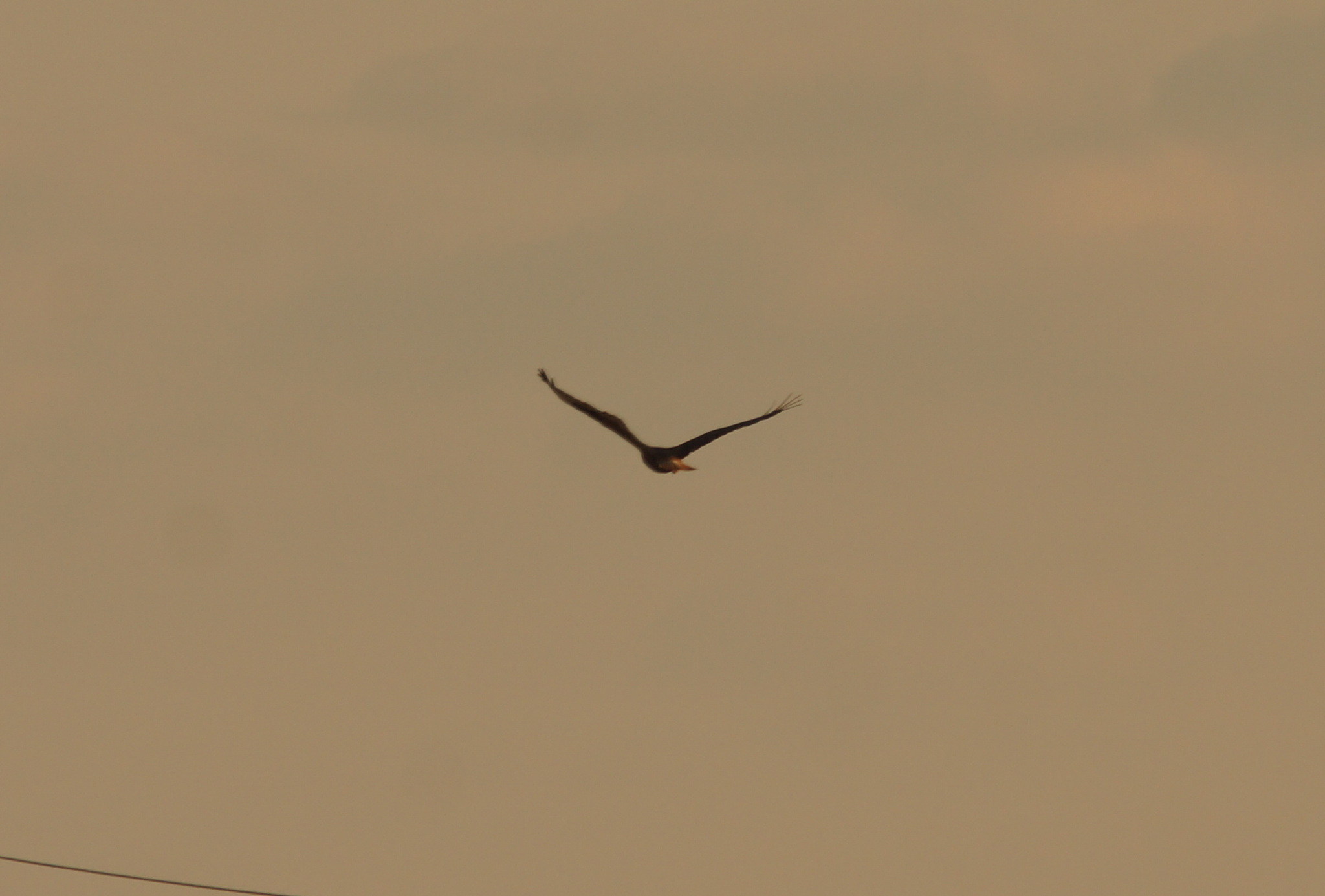 Long-legged Buzzard (Buteo rufinus), photo 10
