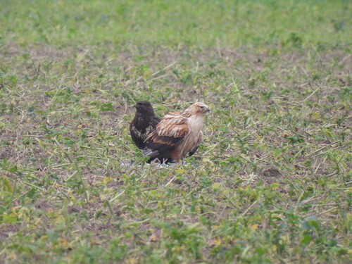 Busardo moro (Buteo rufinus)