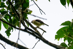 Myiopagis olallai