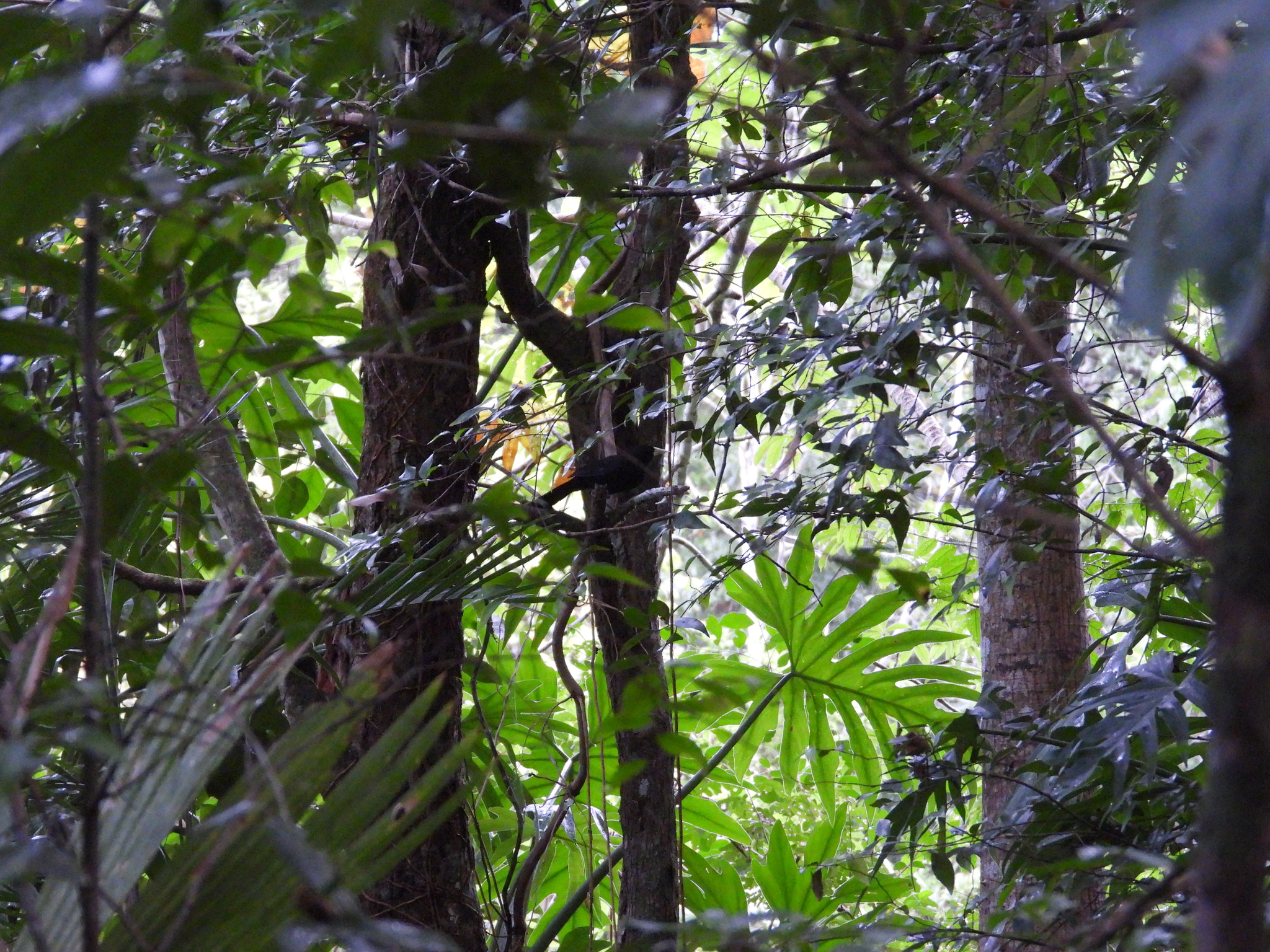 Yellow-billed Cacique (Amblycercus holosericeus), photo 1