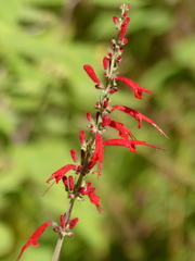 Salvia cinnabarina