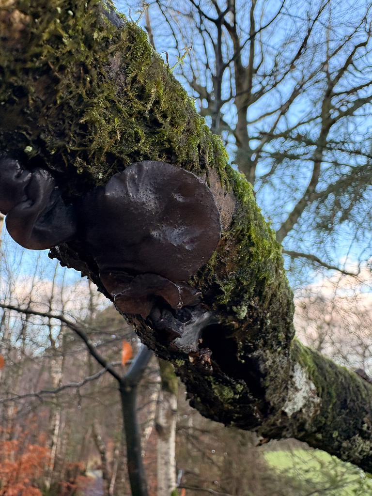 Exidia truncata · January 2026 · photo: © arthurscreatures (iNaturalist, cc0)