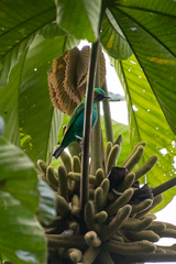 Chlorochrysa calliparaea