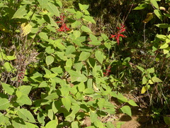 Salvia cinnabarina