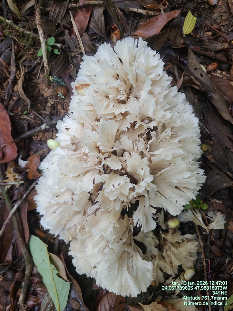 Irpex rosettiformis · January 2026 · photo: © monkeysafaritur (iNaturalist, cc0)