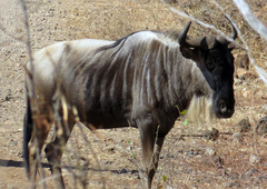 Connochaetes taurinus albojubatus