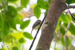 Pogonotriccus ophthalmicus