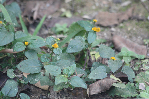 Acmella ciliata iNat (2)