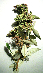 Searsia tomentosa